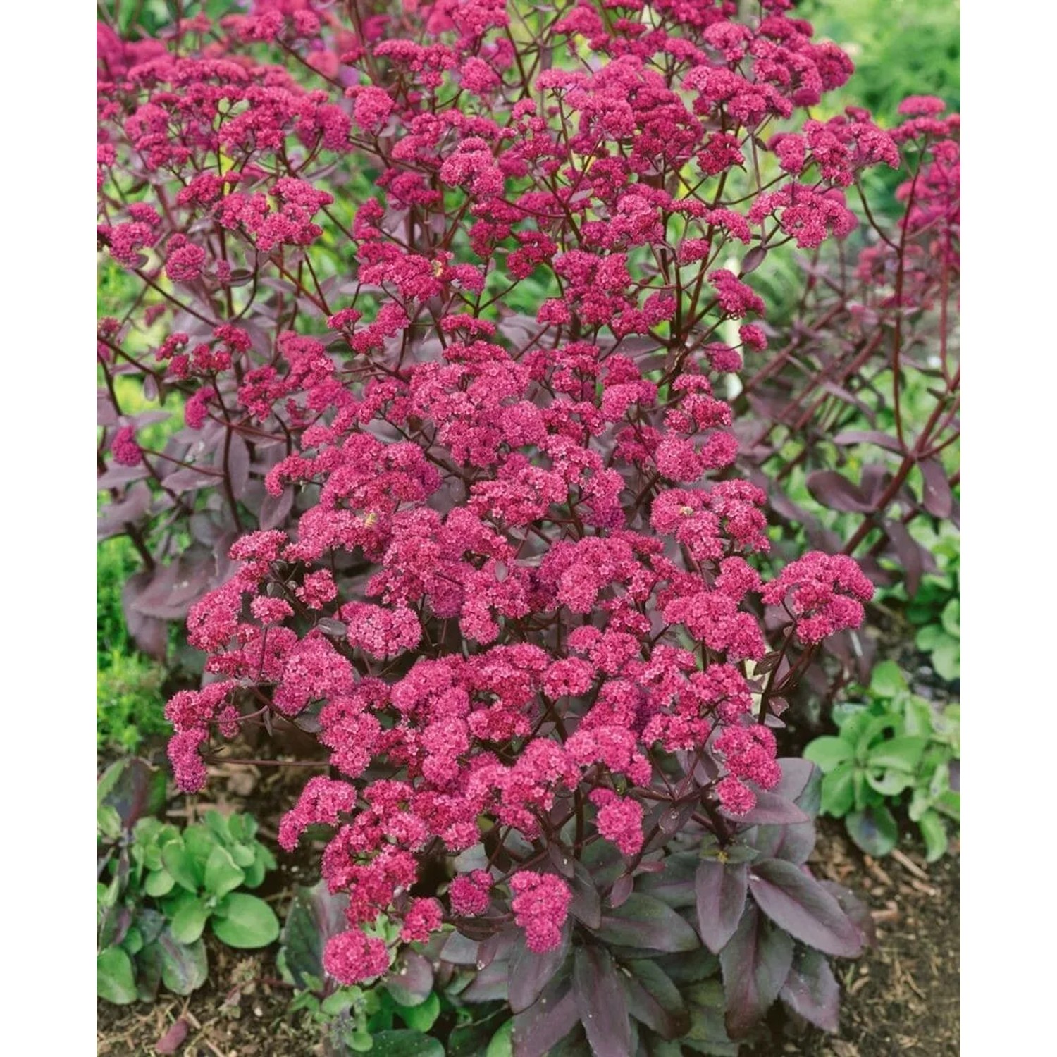 Fette Henne 'Red Cauli' (Sedum Telephium) im Topf, rote Blütenpracht für sonnige Standorte.