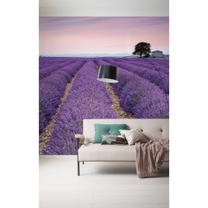 Komar Vlies Fototapete Provence mit Lavendelfeld, 300x250 cm.