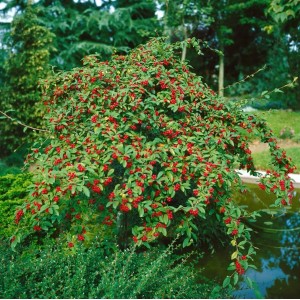 Hängender Cotoneaster Watereri Zierstrauch (100–125 cm) mit roten Beeren im Garten.