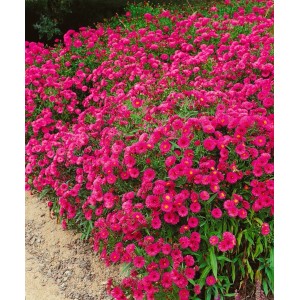 Kissenaster Jenny: Kompakter Strauch mit leuchtend rosa Blüten, ideal als Bodendecker im Garten.