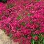 Kissenaster Jenny: Kompakter Strauch mit leuchtend rosa Blüten, ideal als Bodendecker im Garten.