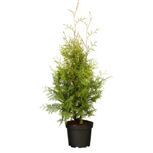 Grüner Lebensbaum 'Brabant' im Topf, ca. 100-120 cm hoch, ideal als Sichtschutz.