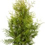 Grüner Lebensbaum 'Brabant' im Topf, ca. 100-120 cm hoch, ideal als Sichtschutz.