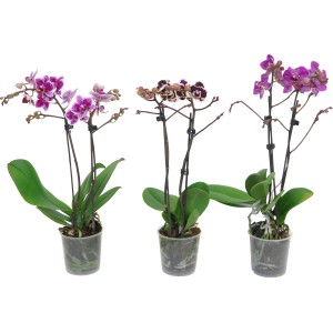 Drei Schmetterlingsorchideen (Phalaenopsis) im Topf mit unterschiedlichen Blütenfarben.