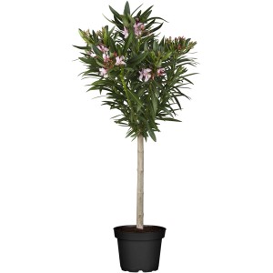 Rosa Oleander Stamm im Topf, ca. 40-60 cm hoch. Kübelpflanze für Balkon und Terrasse.