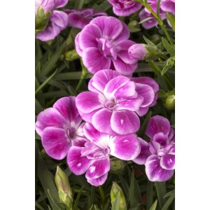 Nahaufnahme der GROW by OBI Nelke "Pink Kisses" mit pinkfarbenen Blüten und grünen Blättern.