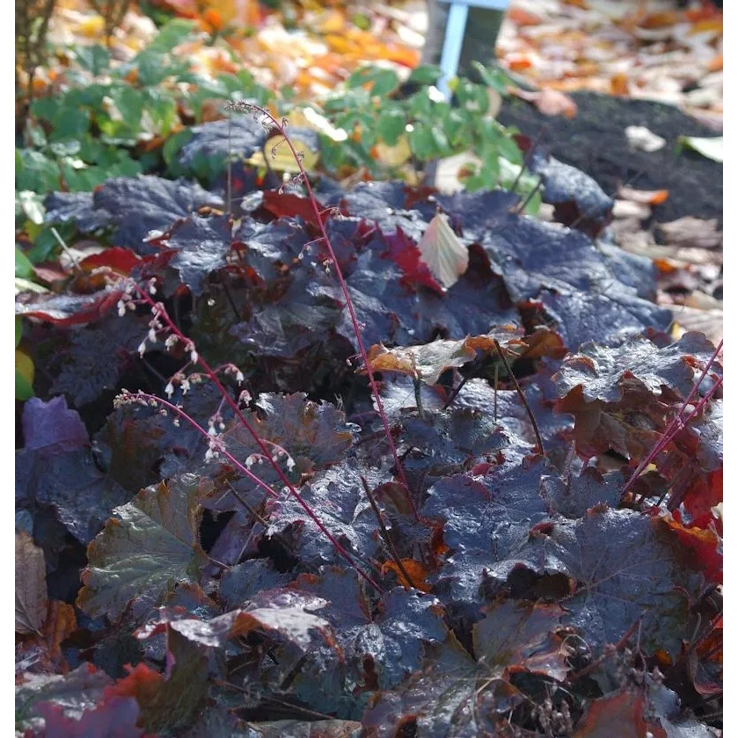 Purpurglöckchen Ruby Veil - Heuchera micrantha