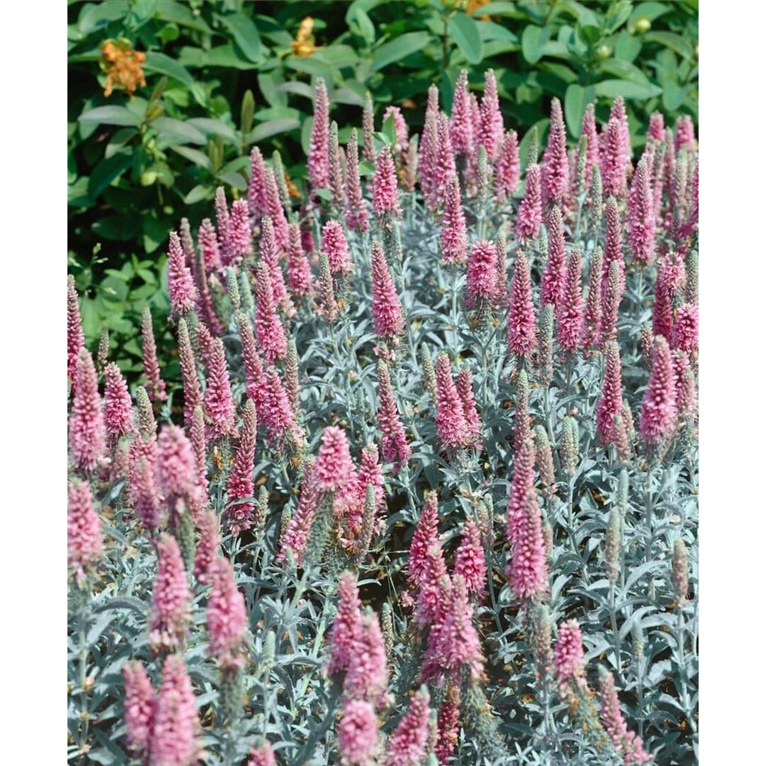 Veronica Spicata Erika Ähriger Ehrenpreis Ca. 9x9 cm Topf günstig online kaufen