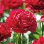 Nahaufnahme einer roten GROW by OBI Pfingstrose Lactiflora mit üppigen Blütenblättern.