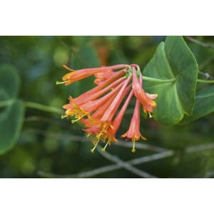 Nahaufnahme: Scharlachrotes Geißblatt (Lonicera) mit Blüten und grünen Blättern.