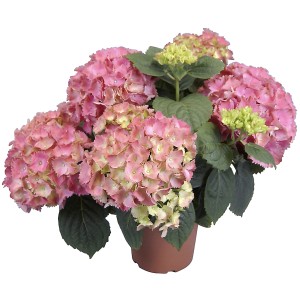 Zimmerhortensie Rosa im Topf, Hydrangea Macrophylla mit üppigen Blüten.