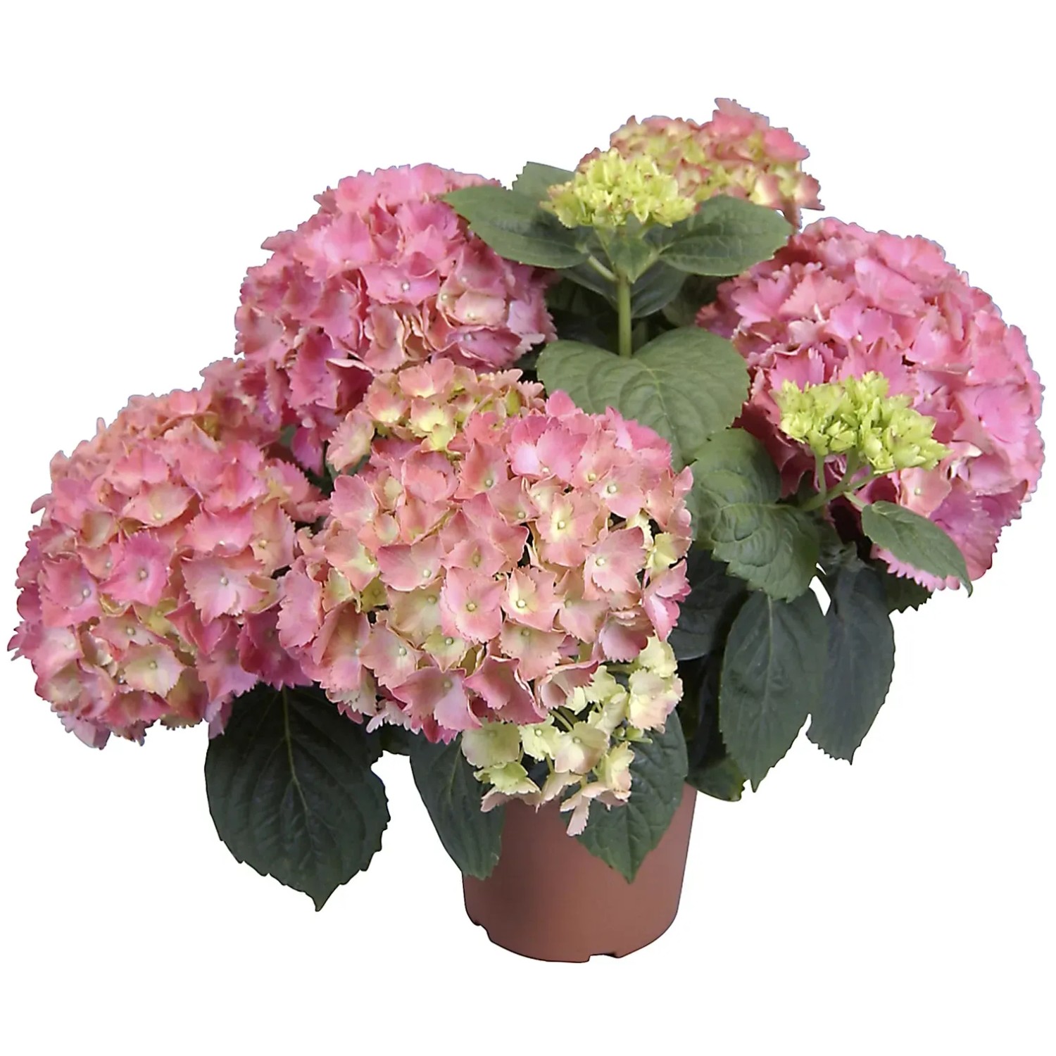 GROW by OBI Hydrangea Macrophylla Rosa  14 cm kaufen bei OBI