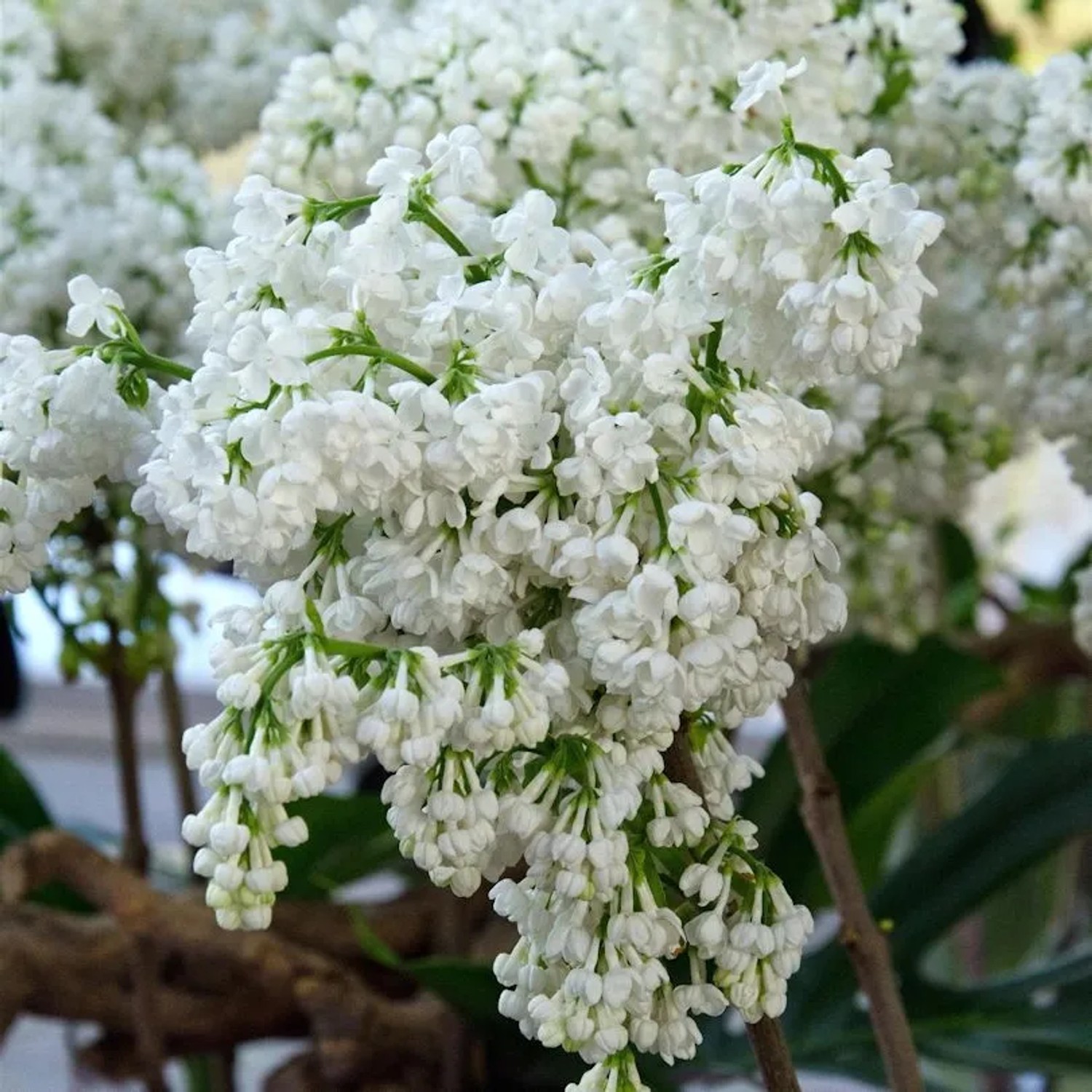 Hochstamm Edelflieder Miss Ellen Willmott 80-100cm - Syringa vulgaris