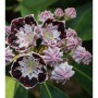 Blühender Berglorbeer 'Sterntaler' (Kalmia latifolia) mit rosa-weißen Blüten und dunklen Akzenten.
