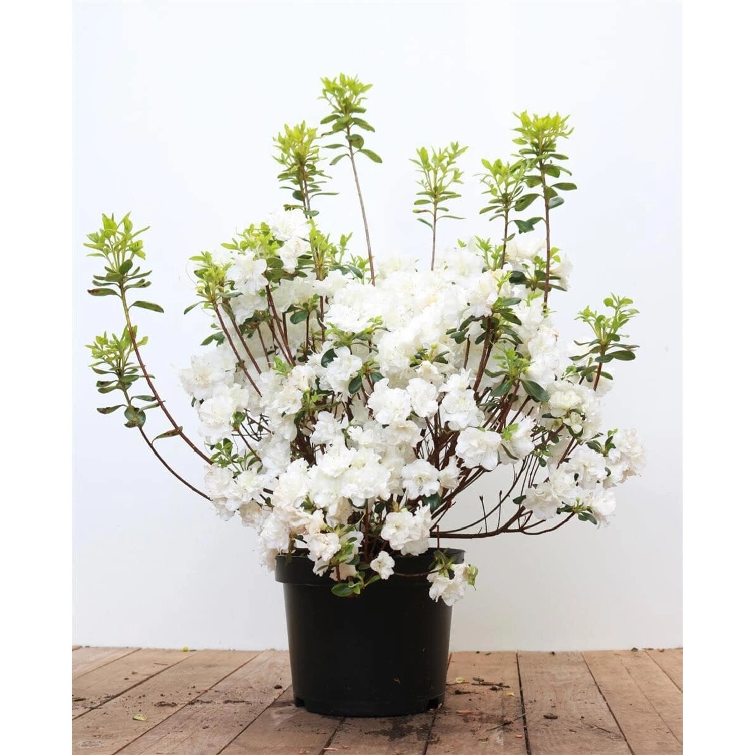 Rhododendron Obtusum Schneeperle Weiß 40–50 cm günstig online kaufen