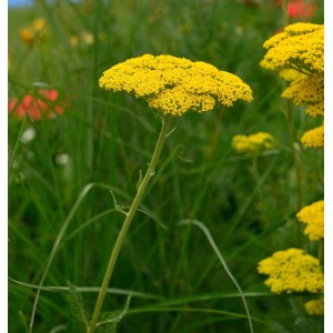 Gelbe Schafgarbe 'Cloth of Gold' (Achillea filipendulina) im Garten.
