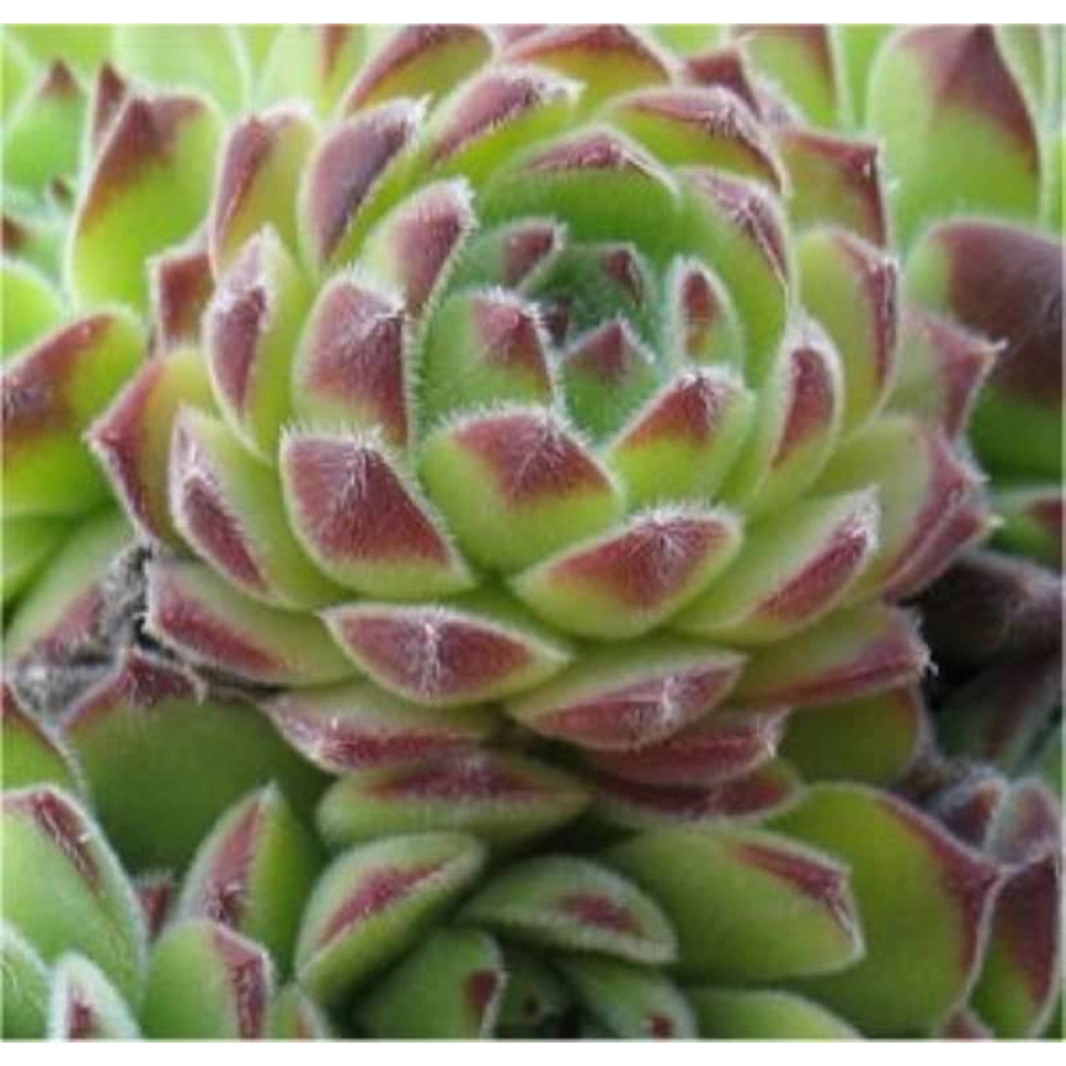 Dachwurz Reinhard - Sempervivum cultorum günstig online kaufen