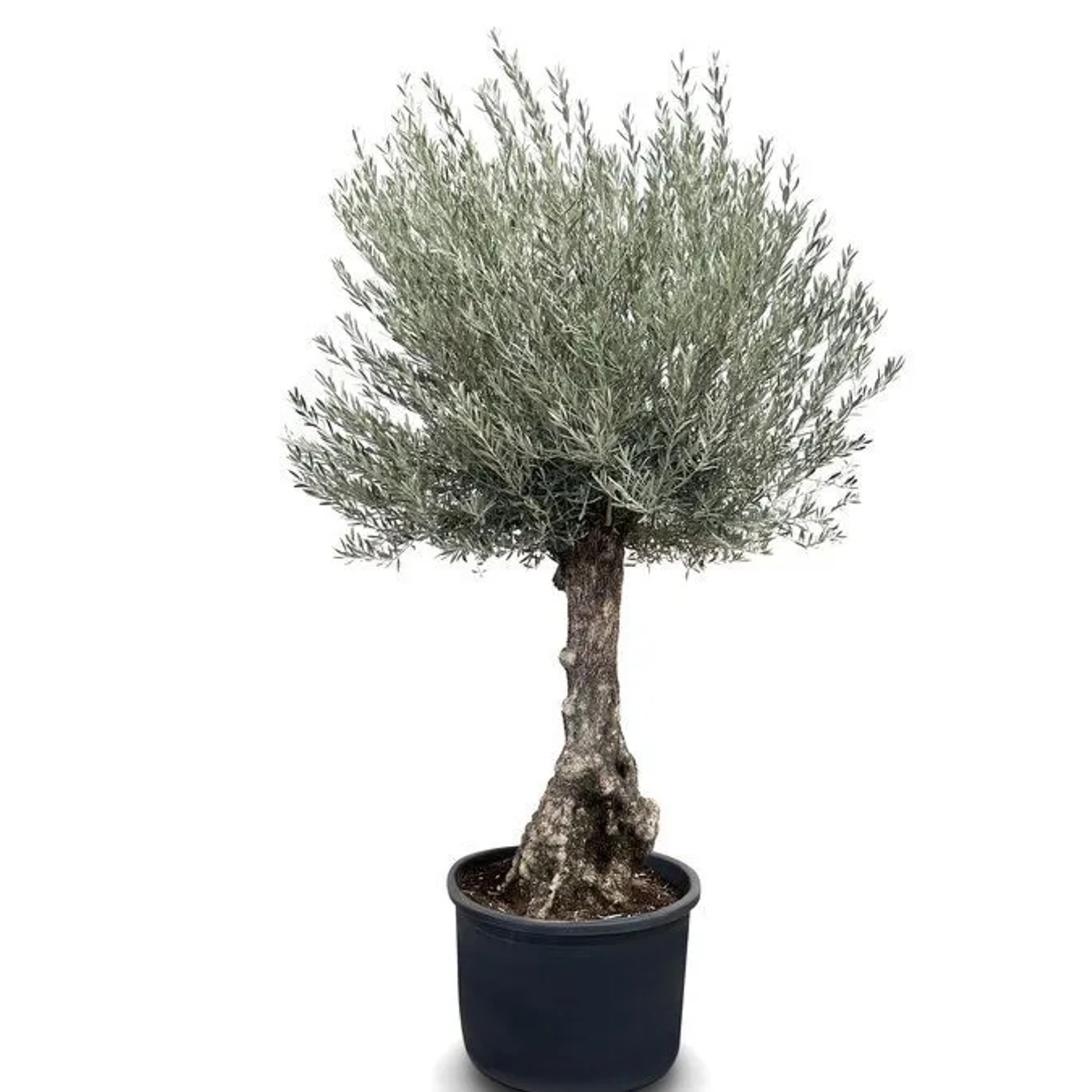 Sunny-Tree - Olivenbaum Olea Europea - Winterharte Olvenbaum Bonsai 250 cm günstig online kaufen