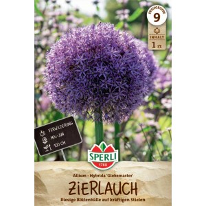 Sperli Zierlauch Globemaster Blumenzwiebel mit großer, violetter Blüte.