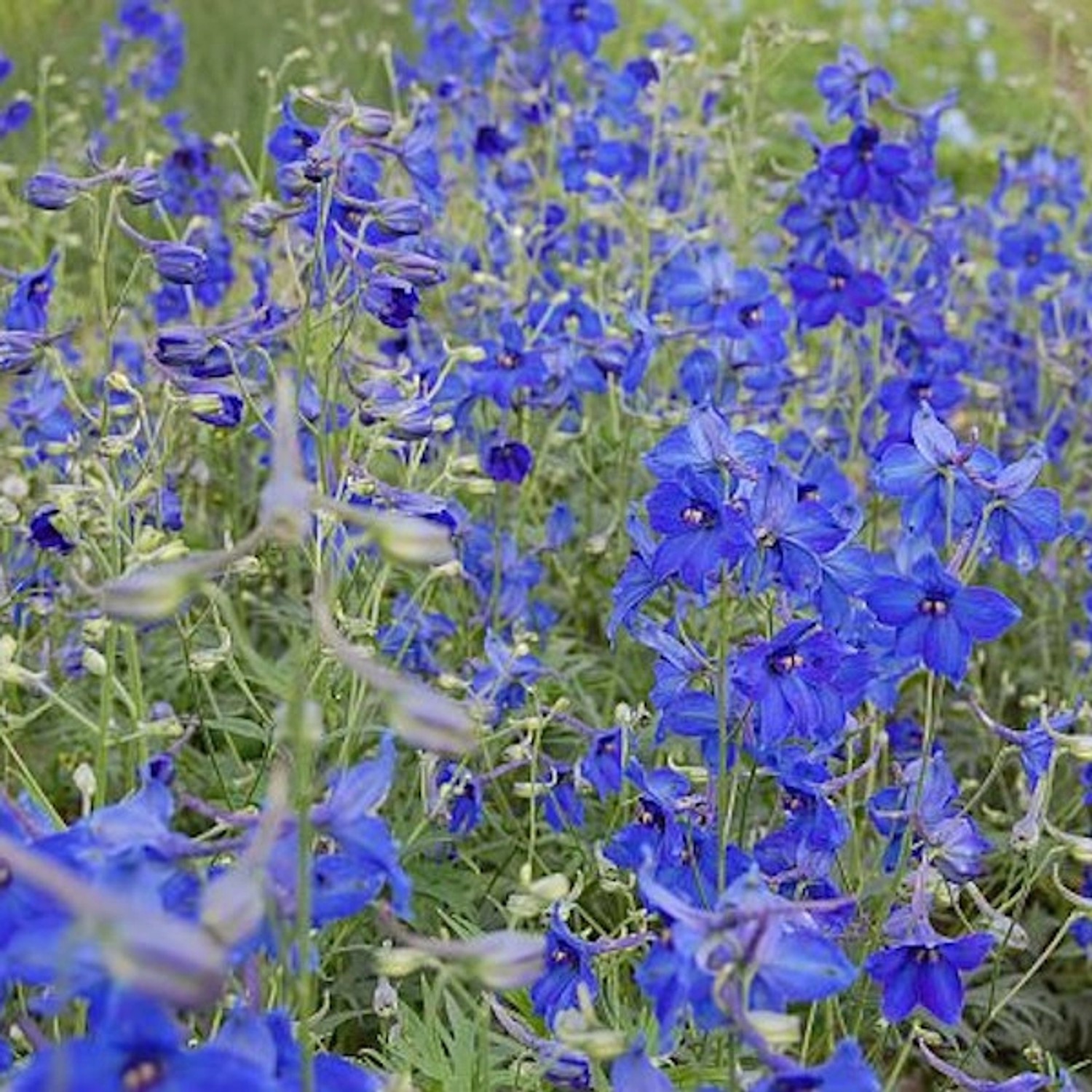 Rittersporn Völkerfrieden - Delphinium belladonna günstig online kaufen