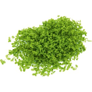 Dennerle Aquariumpflanze Micranthemum Montecarlo In-Vitro, grüne Vordergrundpflanze für Nano Aquarien.