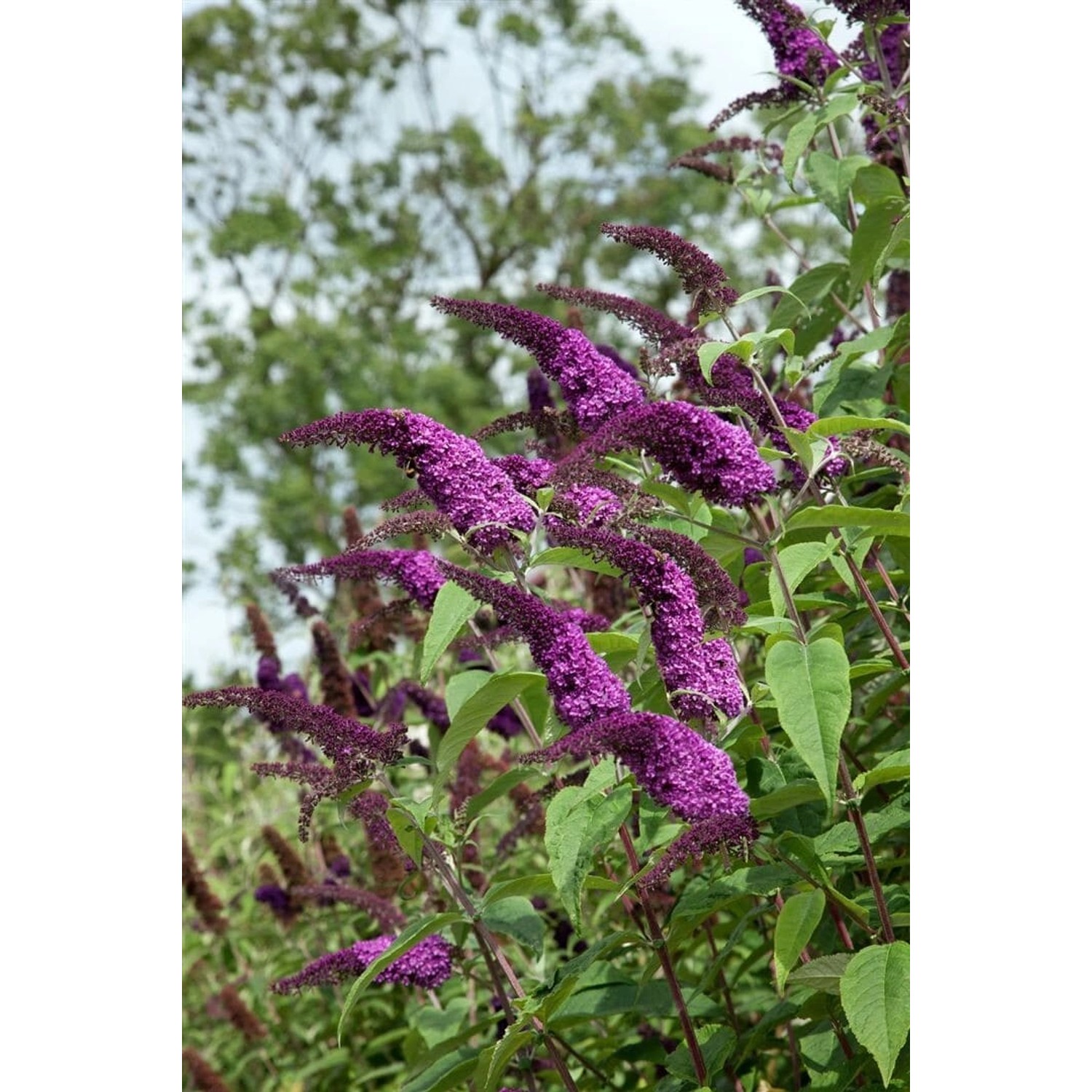 Buddleja 'African Queen' Schmetterlingsstrauch 100-125 cm günstig online kaufen