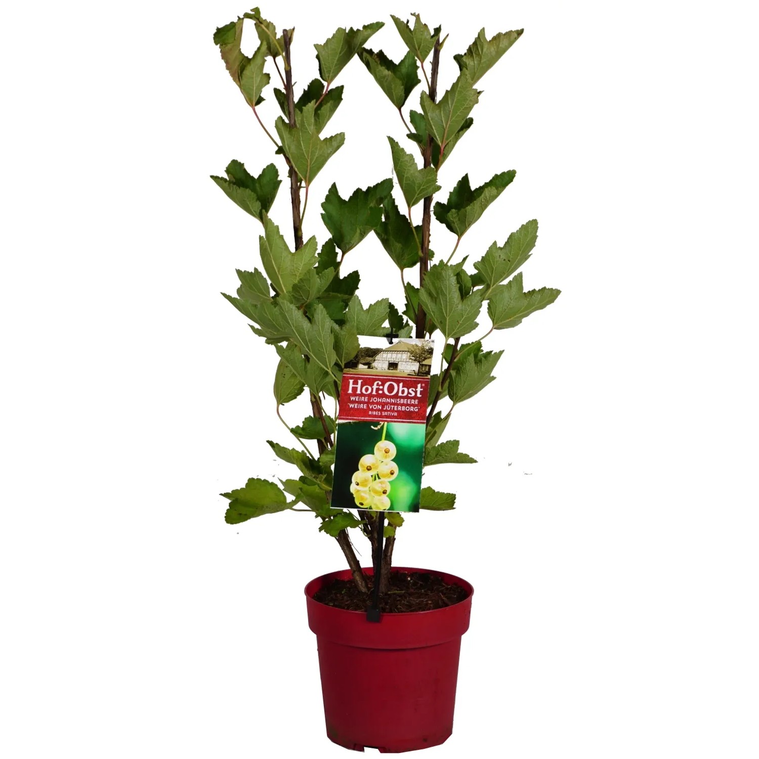 Weiße Johannisbeere "Weiße von Jüterborg" Höhe ca. 30 cm Topf ca. 3,4 l Ribes