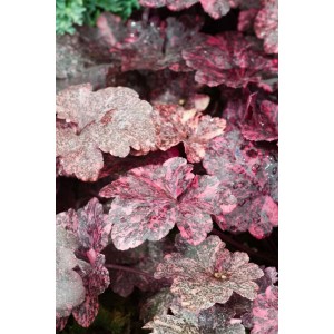 Nahaufnahme des Purpurglöckchens 'Midnight Rose' mit dunkelvioletten, rosa gesprenkelten Blättern.