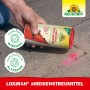 Neudorff Loxiran Ameisenmittel wird gestreut. Streu- und Gießmittel zur Ameisenbekämpfung.
