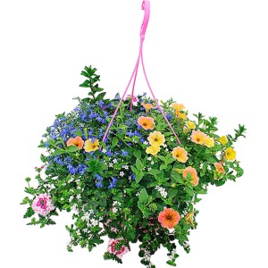 Bunte Misch-Blumenampel, Topf ca. 25cm, mit verschiedenen Sommerblumen in Gelb, Orange, Blau und Rosa.