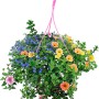 Bunte Misch-Blumenampel, Topf ca. 25cm, mit verschiedenen Sommerblumen in Gelb, Orange, Blau und Rosa.