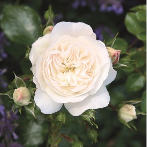 Nahaufnahme einer weißen Beetrose der Kollektion Unsere Besten im 4,5 l Topf.