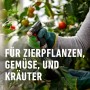 Anwendung von Compo Bio Insektenfrei Neem auf Tomatenpflanze. Mittel gegen Weiße Fliege.