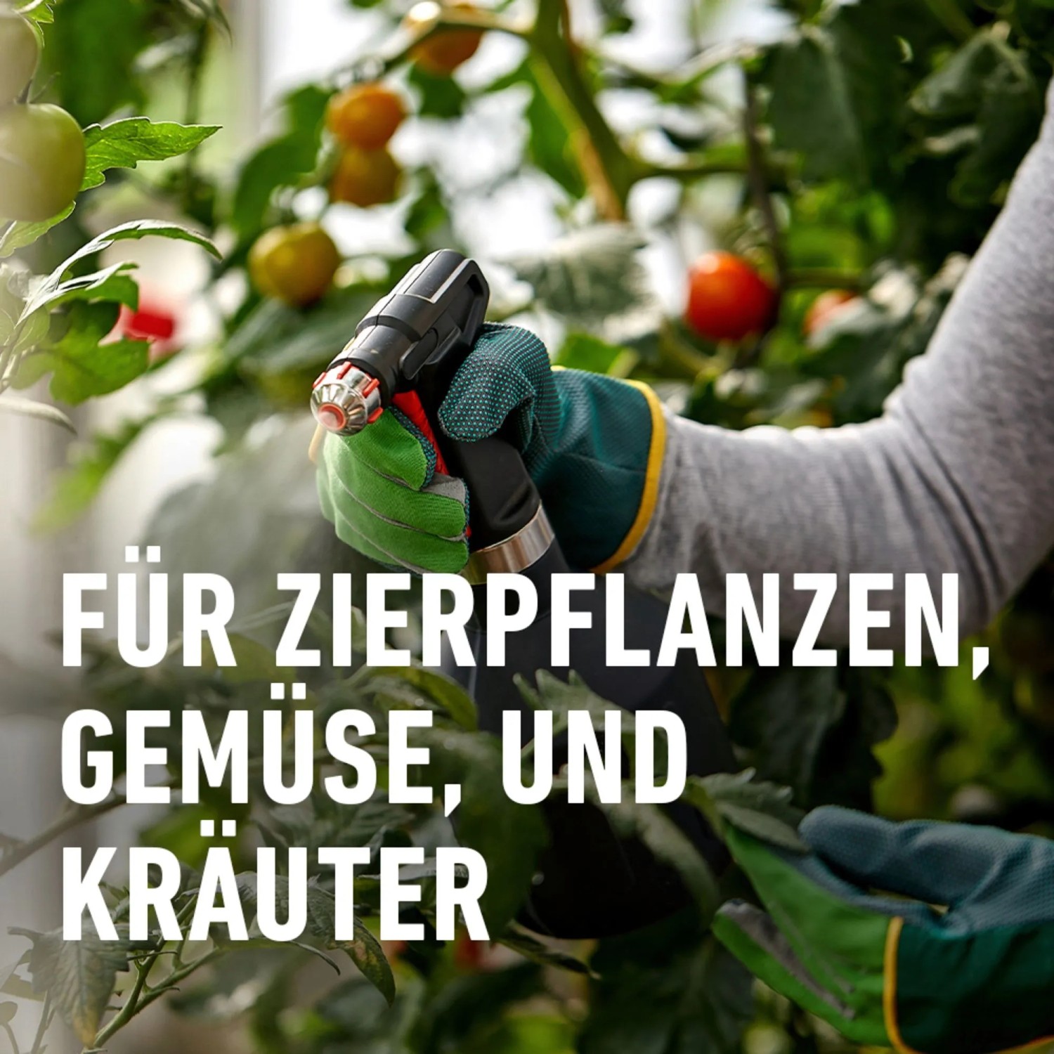 Anwendung von Compo Bio Insektenfrei Neem auf Tomatenpflanze. Mittel gegen Weiße Fliege.