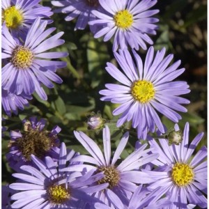 Nahaufnahme der lila Sommeraster Mira (Aster amellus) mit gelber Blütenmitte.