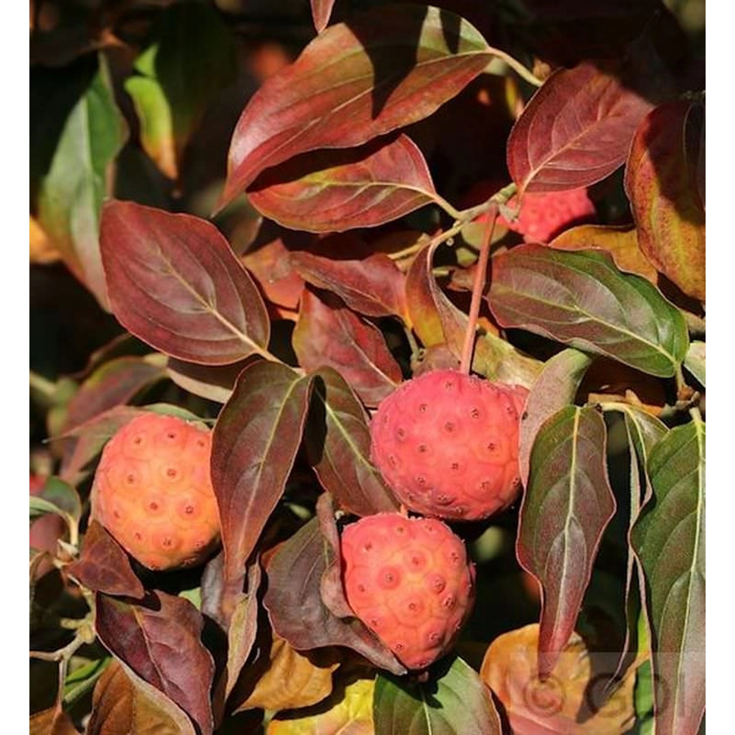 Japanischer Blumenhartriegel Cappucino 30-40cm - Cornus kousa