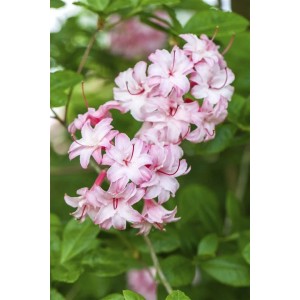 Nahaufnahme des Rhododendron Viscosum Sumpf-Rhododendron mit zarten, weißen Blüten und grünen Blättern.