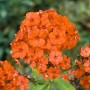 Leuchtend orangefarbene Flammenblume (Phlox) 'Orange Perfection' im Topf, Nahaufnahme.