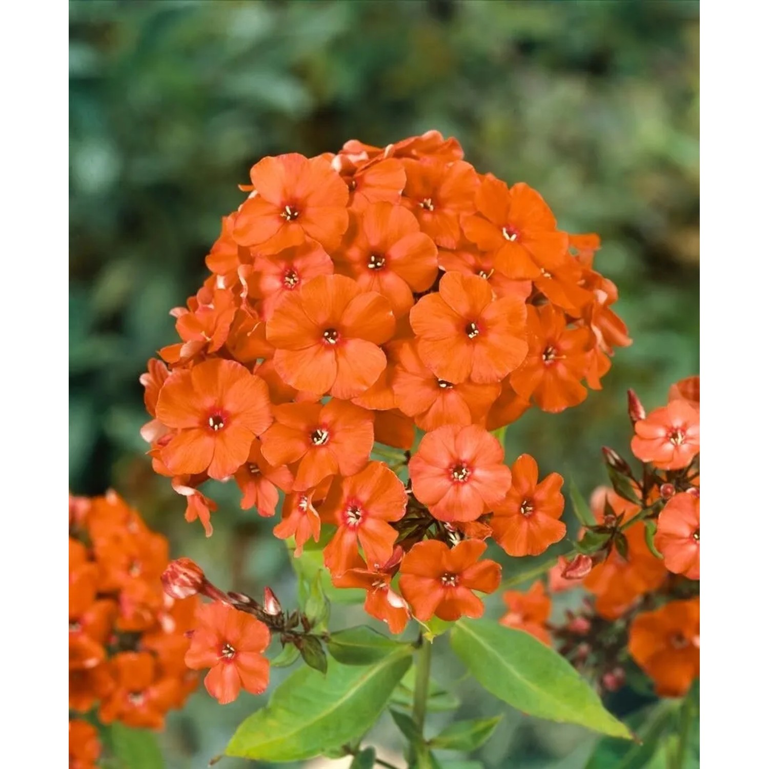 Leuchtend orangefarbene Flammenblume (Phlox) 'Orange Perfection' im Topf, Nahaufnahme.