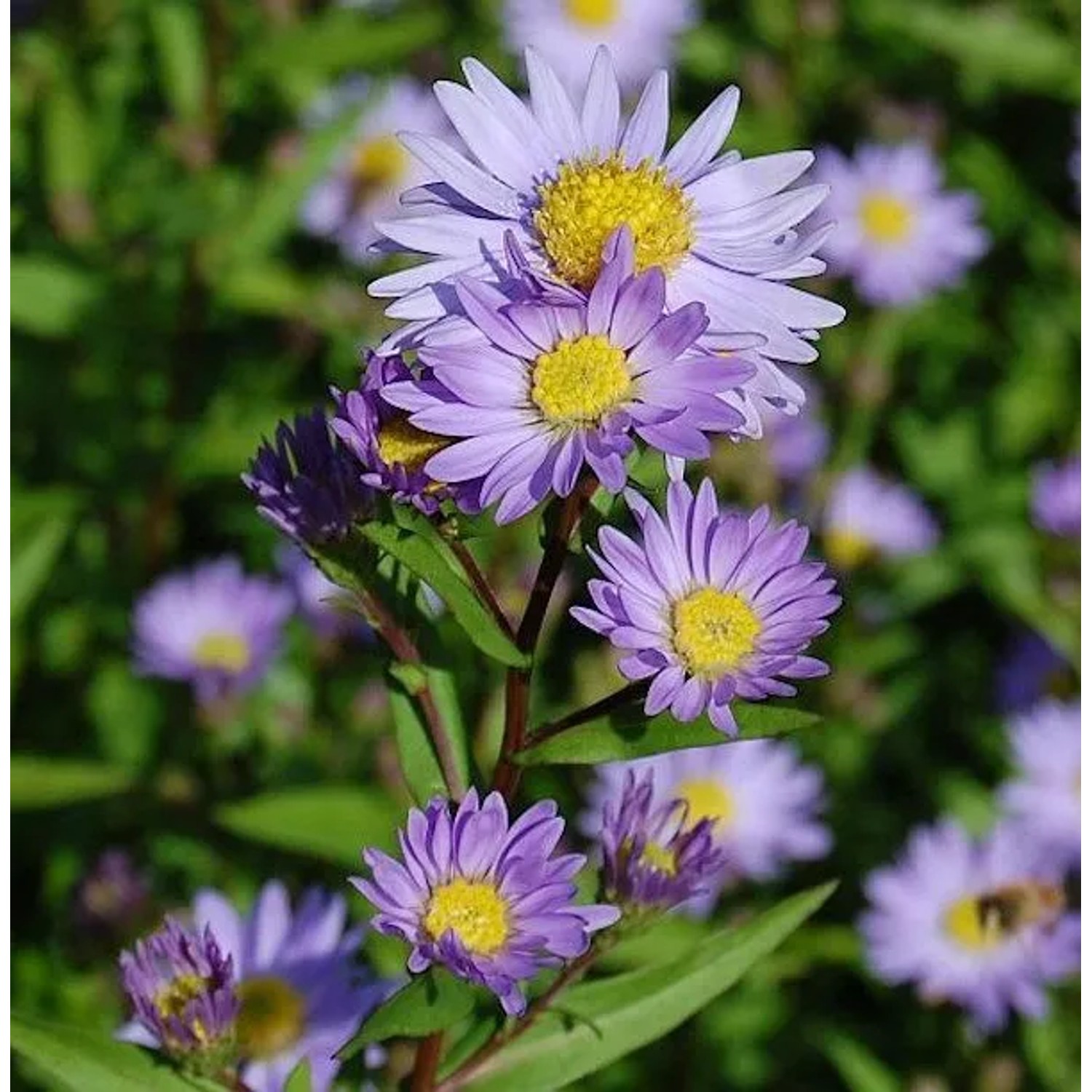 Glattblattaster Dauerblau - Aster novi belgii