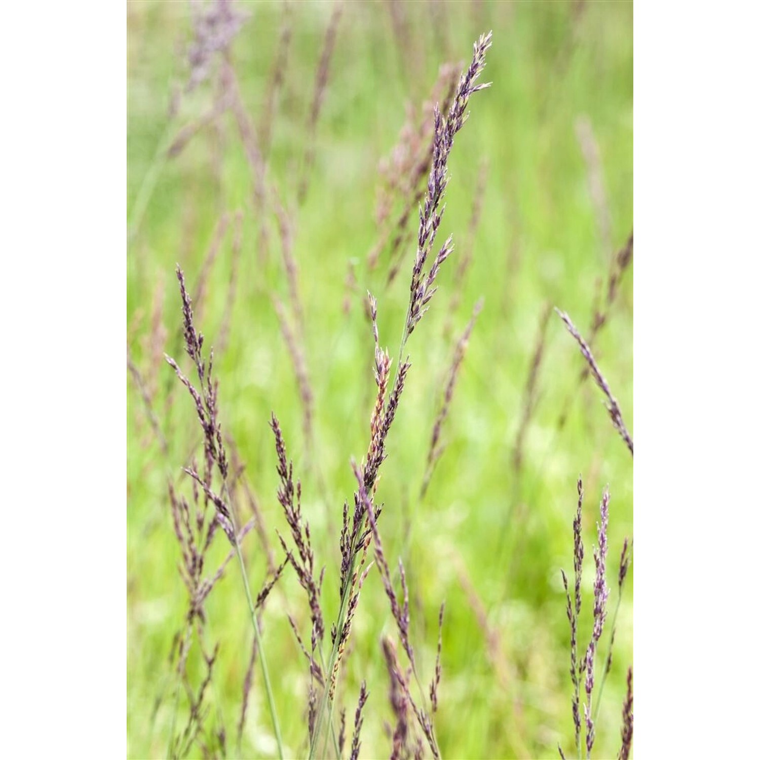 Molinia Caerulea Edith Dudszus Moorgras Ca. 9x9 cm Topf günstig online kaufen