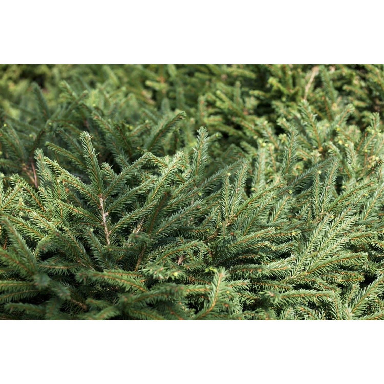 Picea Abies Pumila Glauca Fichte Kompakt 50–60 cm günstig online kaufen