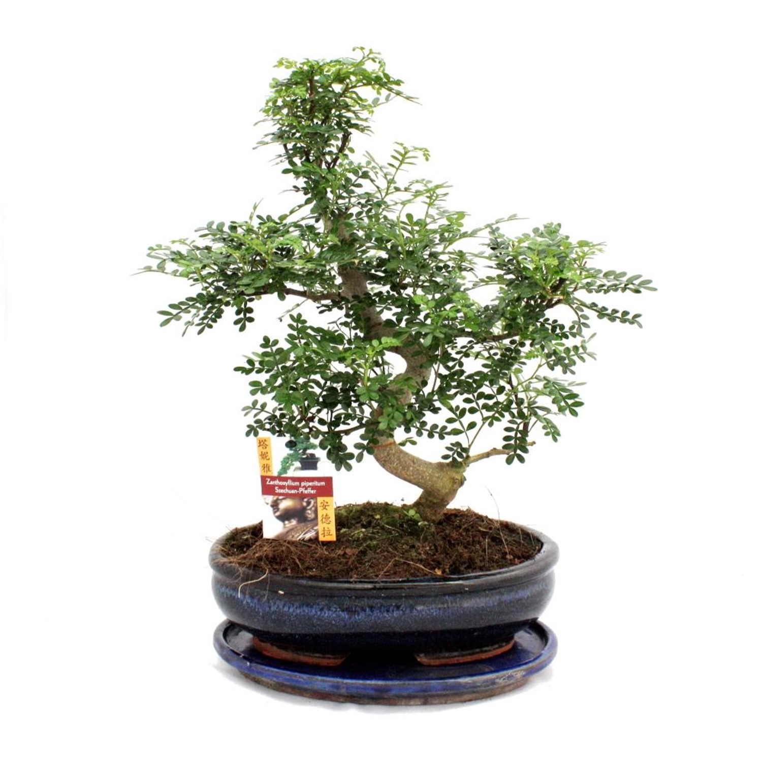 Exotenherz Bonsai Szechuan-Pfeffer Zanthoxylum Piperitum ca. 12-15 Jahre