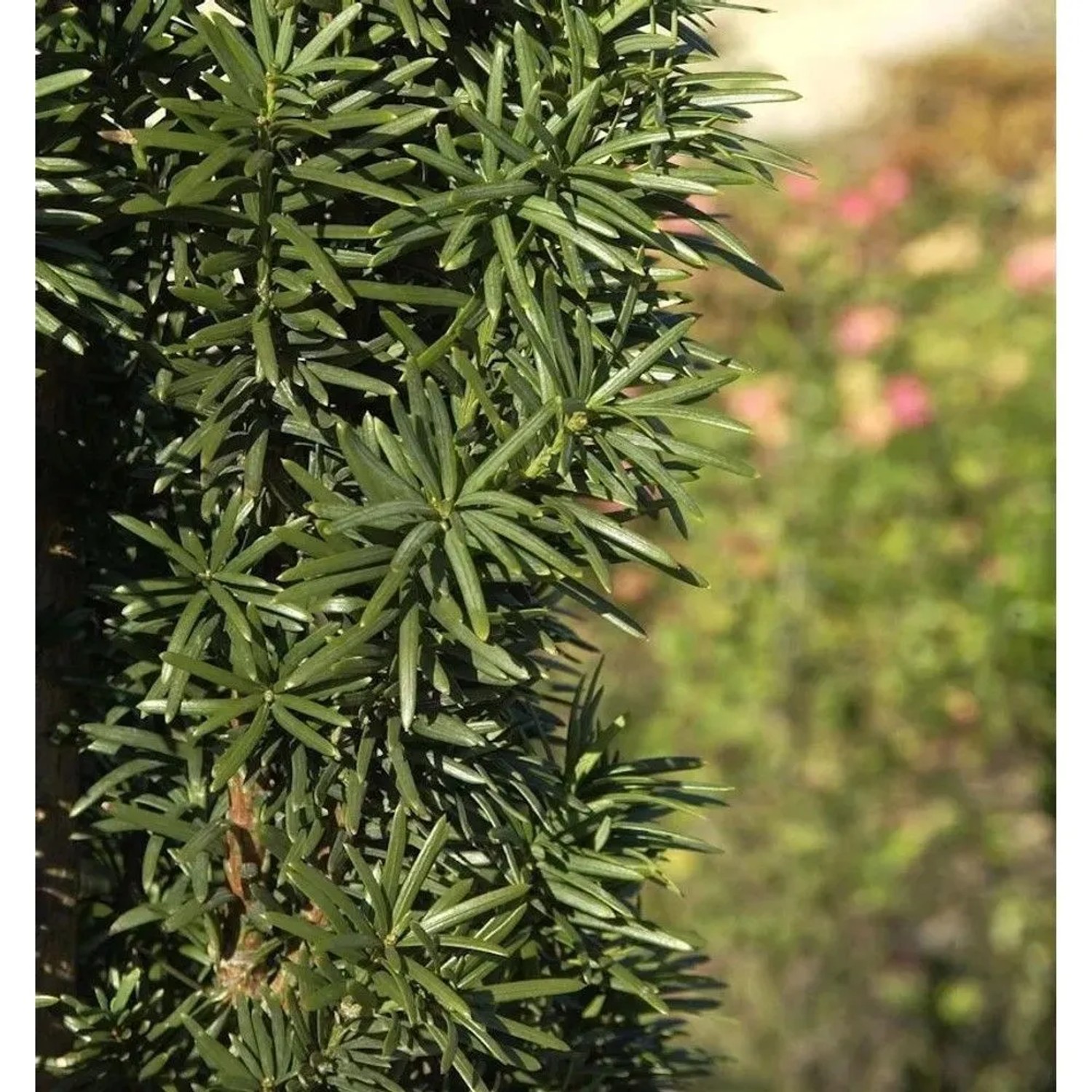 Säuleneibe 25-30cm - Taxus baccata Fastigiata Robusta