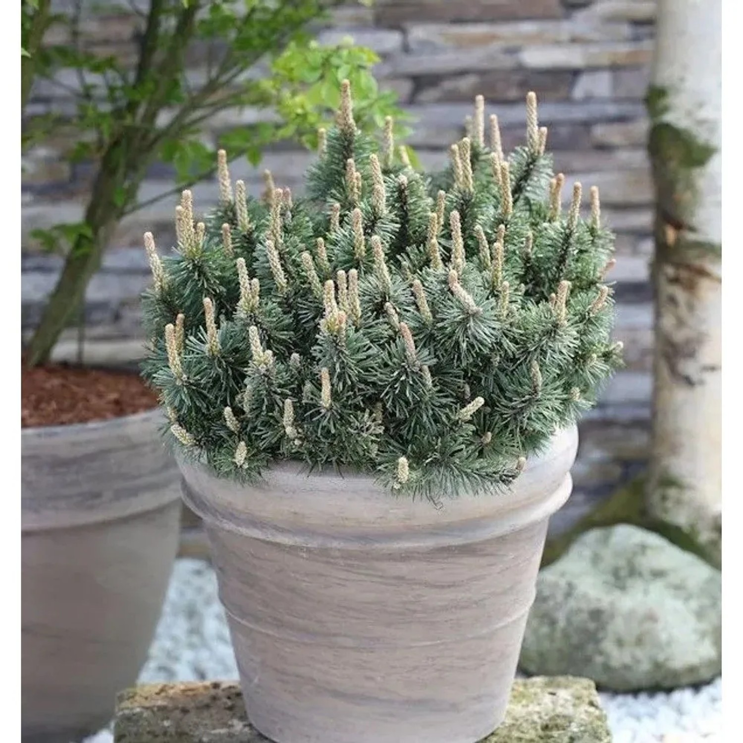Zwergkiefer Humpy 30-40cm - Pinus mugo