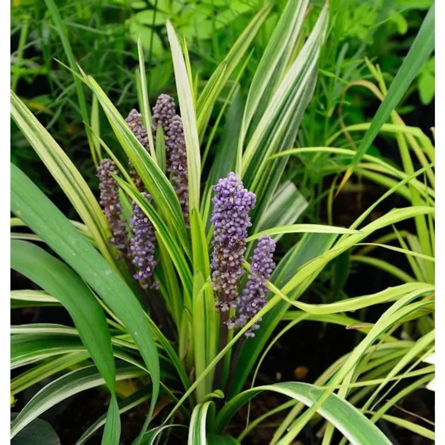 Lilientraube Gold Banded - Liriope muscaria