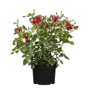 Beetrose 'Rot' im Topf (4 l): Rote Blüten und grüne Blätter. Ideal für Beet und Kübel.