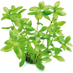 Dennerle Aquariumpflanze Hygrophila Polysperma mit grünen Blättern für ein gesundes Aquarium.