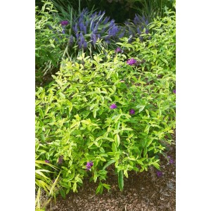 Buntlaubiger Schmetterlingsflieder Santana mit violetten Blüten und gelb-grünen Blättern.