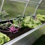 KGT Pflanzwanne Rhodo III aus Alu, bepflanzt mit Salat und Kohlrabi im Gewächshaus.